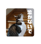 キジ白猫 いちごのスタンプ2（個別スタンプ：1）