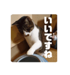 キジ白猫 いちごのスタンプ2（個別スタンプ：3）