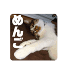 キジ白猫 いちごのスタンプ2（個別スタンプ：4）