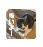 キジ白猫 いちごのスタンプ2（個別スタンプ：7）