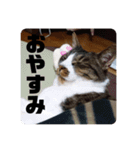 キジ白猫 いちごのスタンプ2（個別スタンプ：8）