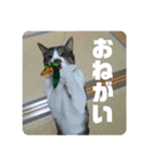 キジ白猫 いちごのスタンプ2（個別スタンプ：9）