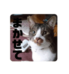 キジ白猫 いちごのスタンプ2（個別スタンプ：10）