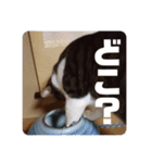 キジ白猫 いちごのスタンプ2（個別スタンプ：11）