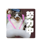 キジ白猫 いちごのスタンプ2（個別スタンプ：12）