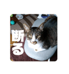 キジ白猫 いちごのスタンプ2（個別スタンプ：13）