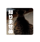 キジ白猫 いちごのスタンプ2（個別スタンプ：16）