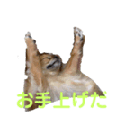 もかんず（個別スタンプ：5）