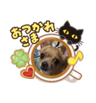 私はポロン（個別スタンプ：11）