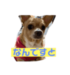私はポロン（個別スタンプ：16）
