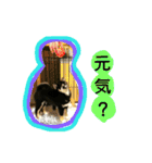 柴犬クゥのデカ文字スタンプ（個別スタンプ：30）