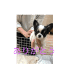 白黒チワワ♡（個別スタンプ：8）