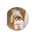 シーズーのぽぽ♡（個別スタンプ：2）