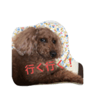トマト＆たくやくんでーす！（個別スタンプ：12）
