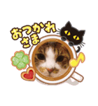 ノアCATスタンプ（個別スタンプ：2）