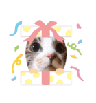 ノアCATスタンプ（個別スタンプ：6）
