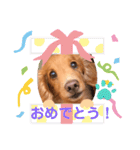 らっぴー2（個別スタンプ：5）