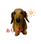 ごろーずスタンプ①（個別スタンプ：1）