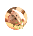 ウチのこまめ（個別スタンプ：1）