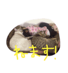 みーちゃんと仲間たち3（個別スタンプ：8）