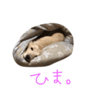 RaMuのゆるゆるスタンプ（個別スタンプ：16）