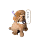 トイプードルるーさん（個別スタンプ：1）