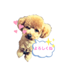 トイプードルるーさん（個別スタンプ：2）