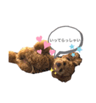 トイプードルるーさん（個別スタンプ：5）