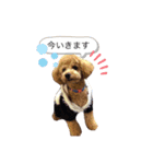 トイプードルるーさん（個別スタンプ：6）
