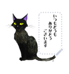 黒猫Nico（個別スタンプ：14）