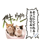 使える！猫の吹き出しメッセージスタンプ（個別スタンプ：5）