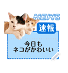 使える！猫の吹き出しメッセージスタンプ（個別スタンプ：20）