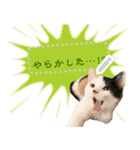 使える！猫の吹き出しメッセージスタンプ（個別スタンプ：21）