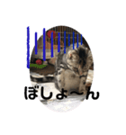 いぶきちゃんと愉快な仲間たち（個別スタンプ：6）