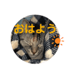 いぶきちゃんと愉快な仲間たち（個別スタンプ：8）