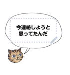 のらねこミミのオールインワンスタンプ（個別スタンプ：5）