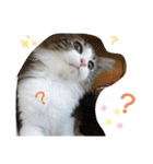 ケイト＆にゃんトラのにゃんにゃんLifE（個別スタンプ：8）