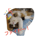 ケイト＆にゃんトラのにゃんにゃんLifE（個別スタンプ：10）