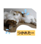 ケイト＆にゃんトラのにゃんにゃんLifE（個別スタンプ：14）