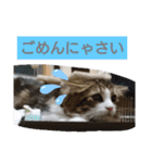 ケイト＆にゃんトラのにゃんにゃんLifE（個別スタンプ：16）