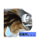 ケイト＆にゃんトラのにゃんにゃんLifE（個別スタンプ：17）