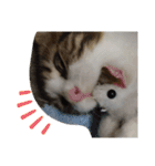ケイト＆にゃんトラのにゃんにゃんLifE（個別スタンプ：18）
