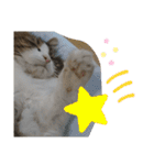 ケイト＆にゃんトラのにゃんにゃんLifE（個別スタンプ：20）