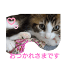 ケイト＆にゃんトラのにゃんにゃんLifE（個別スタンプ：21）