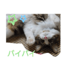 ケイト＆にゃんトラのにゃんにゃんLifE（個別スタンプ：22）