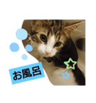 ケイト＆にゃんトラのにゃんにゃんLifE（個別スタンプ：23）