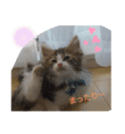 ケイト＆にゃんトラのにゃんにゃんLifE（個別スタンプ：25）