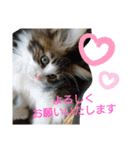 ケイト＆にゃんトラのにゃんにゃんLifE（個別スタンプ：27）