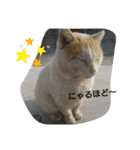 ケイト＆にゃんトラのにゃんにゃんLifE（個別スタンプ：31）