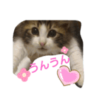 ケイト＆にゃんトラのにゃんにゃんLifE（個別スタンプ：34）